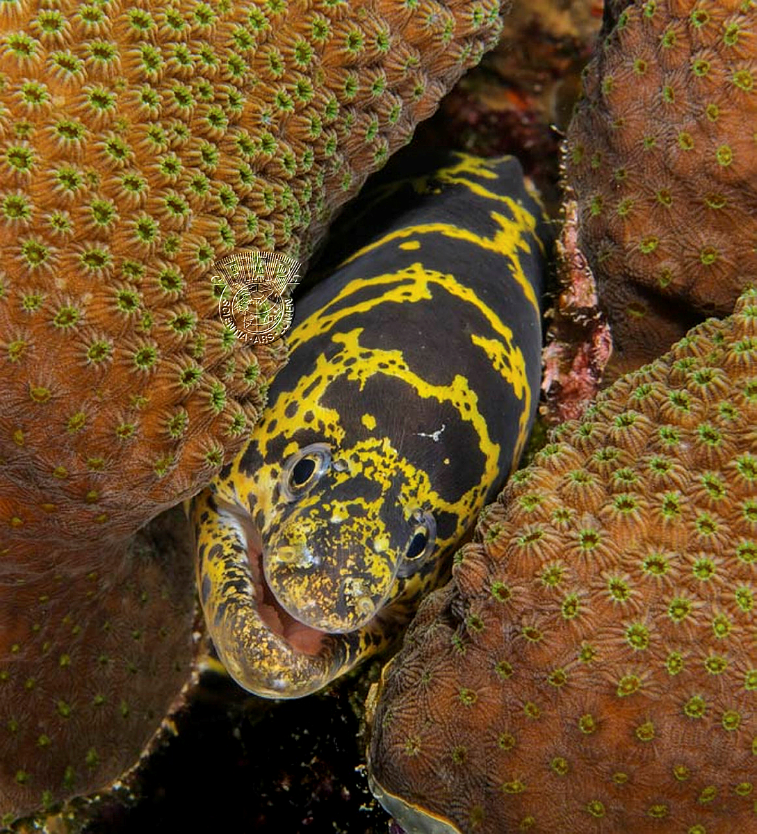950_Rosemary_Gillies_Chain Link Moray Eel, Bonaire.jpg