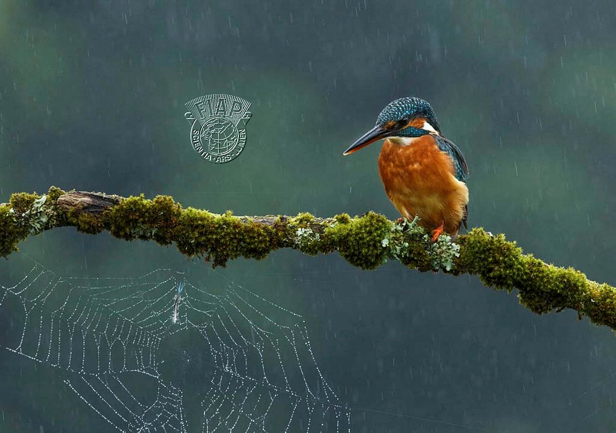 950_Ruth_Hayton_Here comes the rain again.jpg
