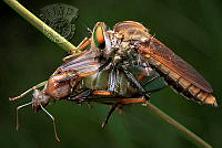 951_Yeokkian Jenn_Koh_Robber fly with prey 75.jpg