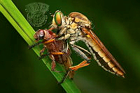 951_Yeokkian_Jenn Koh_Robber fly with prey 29.jpg