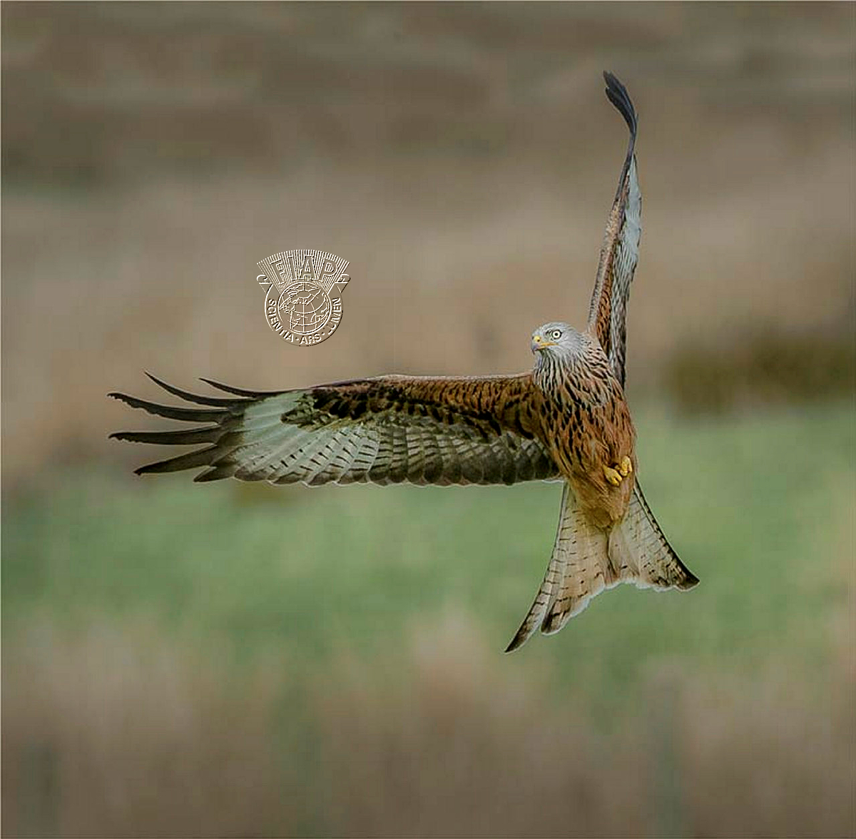 952 Charles Kidd_Right Angled Kite.jpg