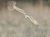 952 Gary Jenkins_Barn Owl In Flight.jpg