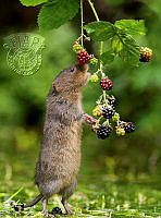952 Jenny Hibbert_Baby Water Vole reaching blackberries.jpg