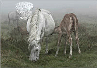 952 Nick Craddock_Wild ponies in mist.jpg