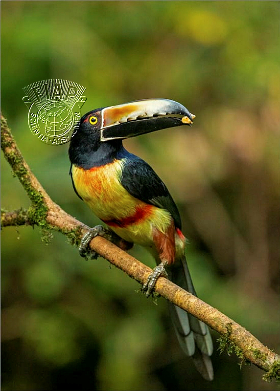 952_Annette_O'Connell_Fiery Billed Aracari Snacking.jpg