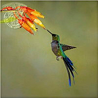 952_Annette_O'Connell_Long Tailed Sylph.jpg