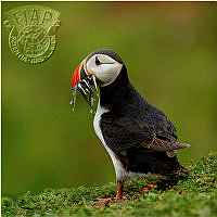 952_Annette_O'Connell_Puffin with Sand Eels.jpg