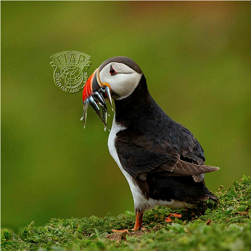 952_Annette_O'Connell_Puffin with Sand Eels.jpg