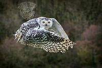952_Anthony Baggett_Snowy Owl In Flight.jpg