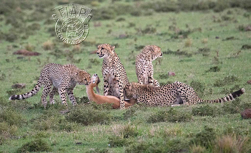 952_David_Edwards_Cheetahs on a kill.jpg