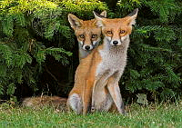 952_Jenny Hibbert_Two Urban Fox cubs.jpg