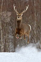 952_Susan_Carter_Sika Deer jpg.jpg