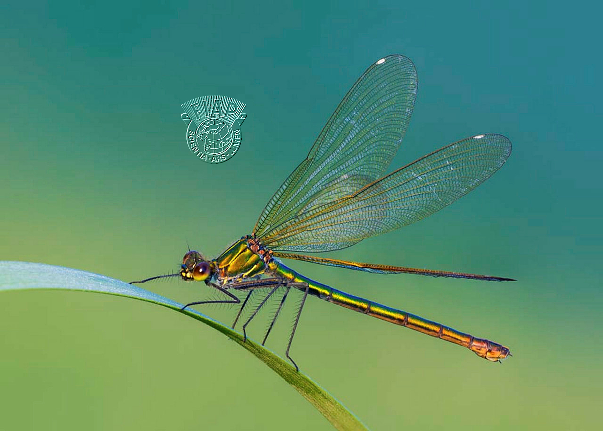 191_Petar_Sabol_Metallic green.jpg