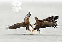 380_Frescura Giovanni_fighting white tailed eagles.jpg