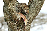 380_Rizzato Pierluigi_Leopard and prey.jpg