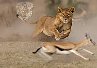 380_Rizzato Pierluigi_Lioness hunt.jpg