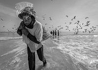 512_Hamed Mohammed_AlGhleilani_Sardine Fishing Season 4.jpg