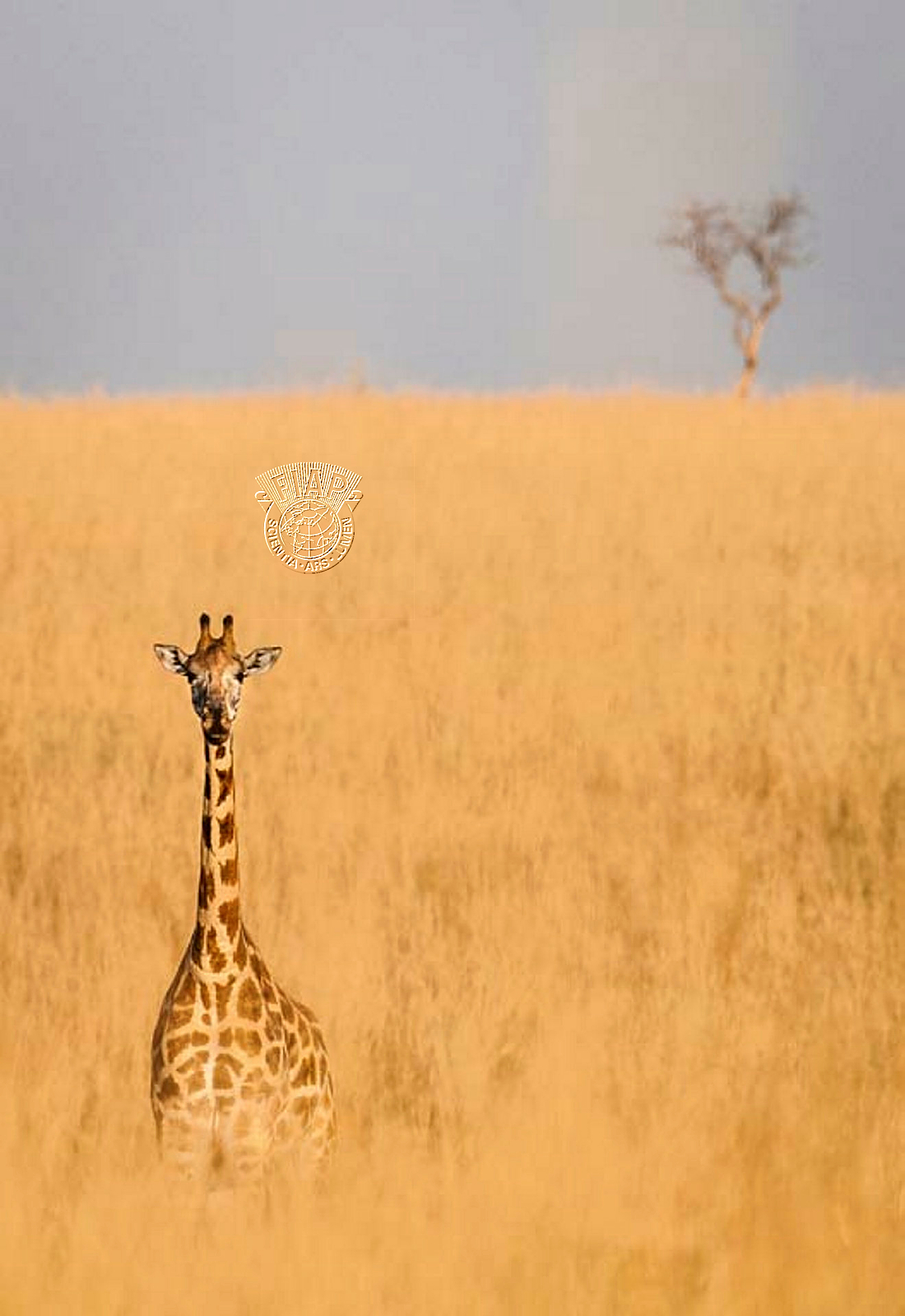 578_Kristian- Voldheim_Giraffe-and-tree.jpg