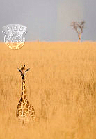578_Kristian- Voldheim_Giraffe-and-tree.jpg