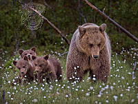 578_Tore_Johan_Birkeland_Mother Bear with Cubs.jpg