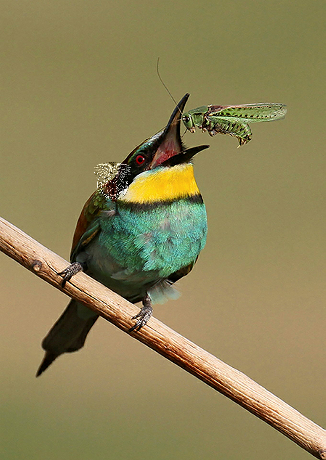 642_LAjos_Nagy_Catching the grasshoppers.jpg