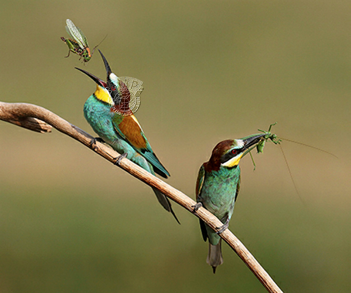 642_Lajos_NAGY_Bee eaters with grasshoppers.jpg