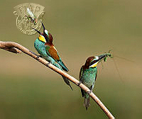 642_Lajos_NAGY_Bee eaters with grasshoppers.jpg