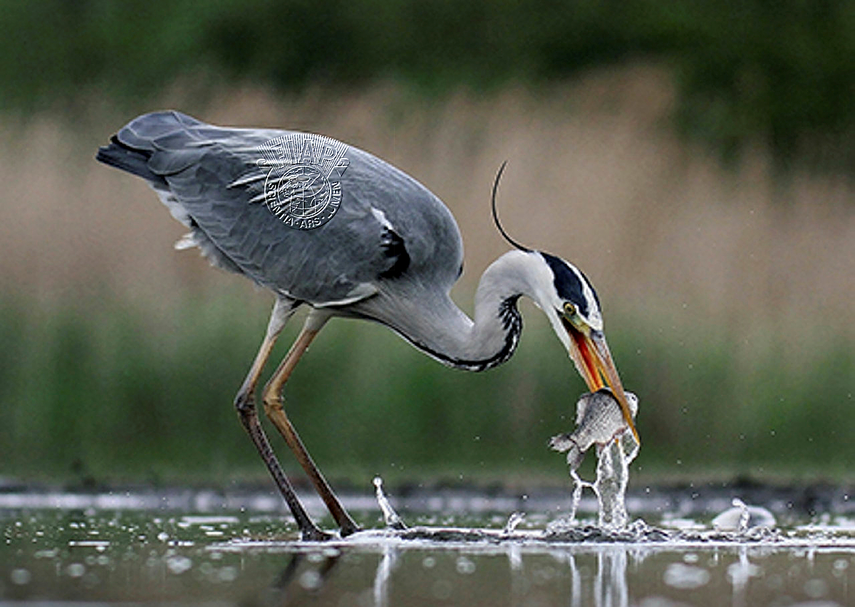 642_Lajos_Nagy_Grey heron fishing.jpg