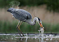 642_Lajos_Nagy_Grey heron fishing.jpg