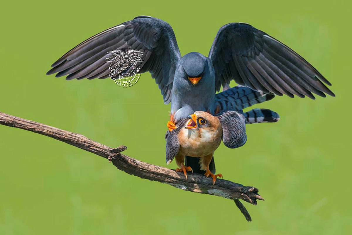 688_Sasa_Preradovic_Falco vespertinus 04.jpg