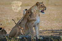 710_Willem_Kruger_Lion hugging mom.jpg