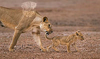 710_Willem_Kruger_Mum with cub tail.jpg