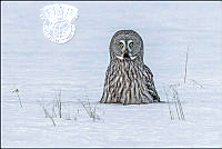 826_Gill_Cardy_Great Grey Owl sitting in snow.jpg