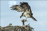 826_Gill_Cardy_Osprey bringing nesting material.jpg