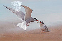 826_Paul_Keene_Arctic Tern feeding chick.jpg