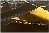 8501_Jennifer Chi Hung_Wen_Sunrise Desert Camels.jpg