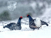 950_Bill_Terrance_Face Off in the Snow.jpg