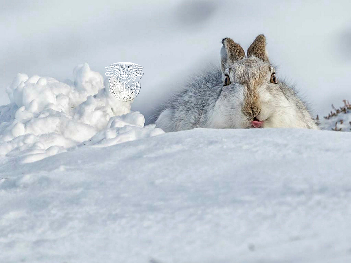 950_Bill_Terrance_Mountain Hare in Winter.jpg