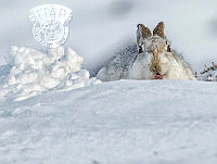 950_Bill_Terrance_Mountain Hare in Winter.jpg
