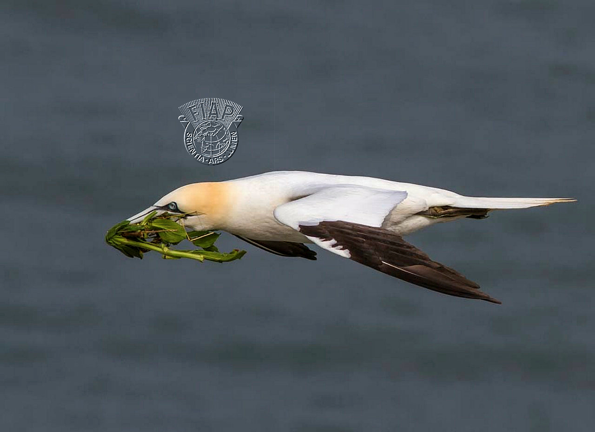 950_Iain_McFadyen_Gannet Nest Building.jpg