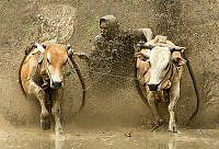 951_Min_Tan_Mud Cow Racing.jpg