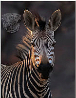 A03_Anton_la_Grange_Mountain Zebra Bliss.jpg