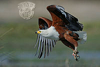 A03_Aubrey_Siebert_African Fish Eagle .jpg