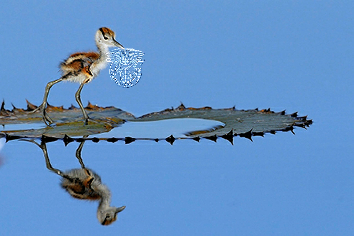A03_Aubrey_Siebert_Jacana Chic Reflection.jpg