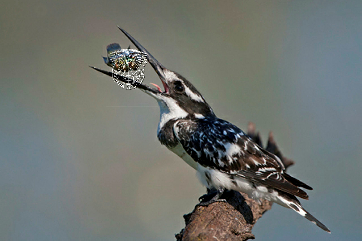 A03_Gonnie_Myburgh_Catch of the Day.jpg