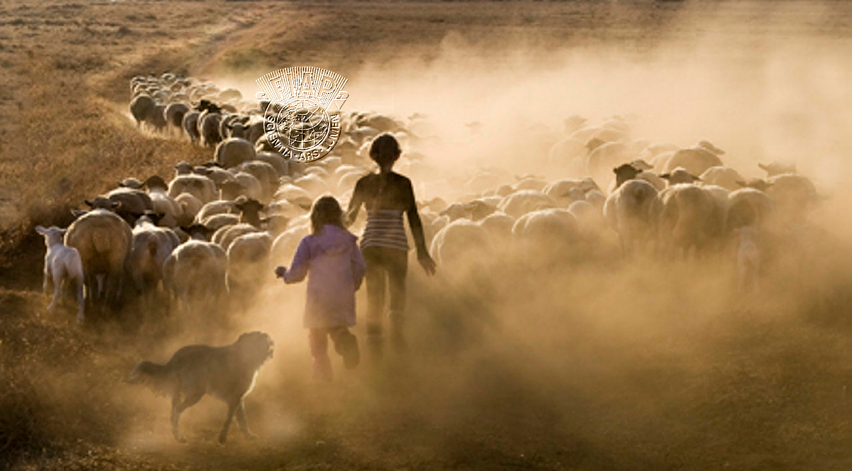 A03_Susan van Zuilekom_Guiding the sheep.jpg