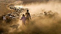 A03_Susan van Zuilekom_Guiding the sheep.jpg