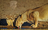 A03_Willem_Kruger_Lioness and cubs drinking water 3.jpg