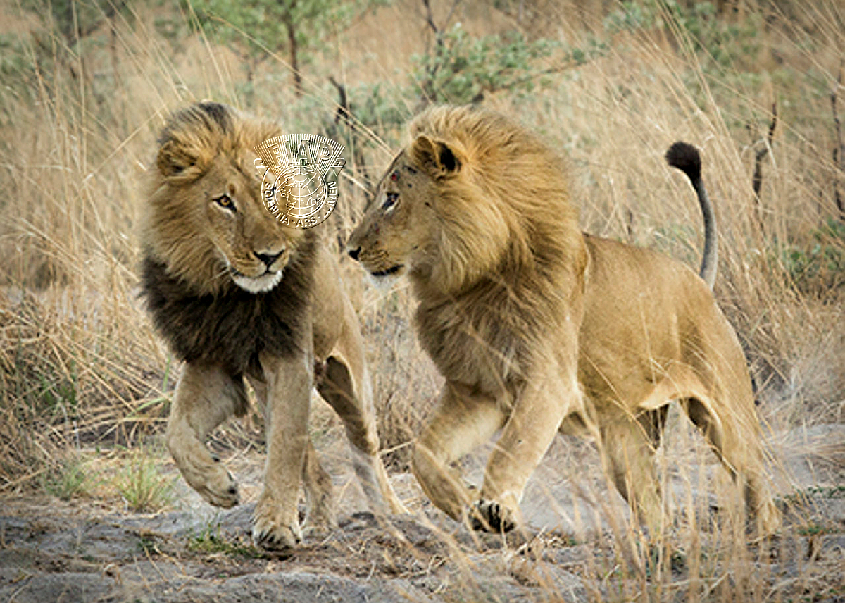 A05_Cheryl_Mares_Lions at play.jpg