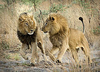 A05_Cheryl_Mares_Lions at play.jpg